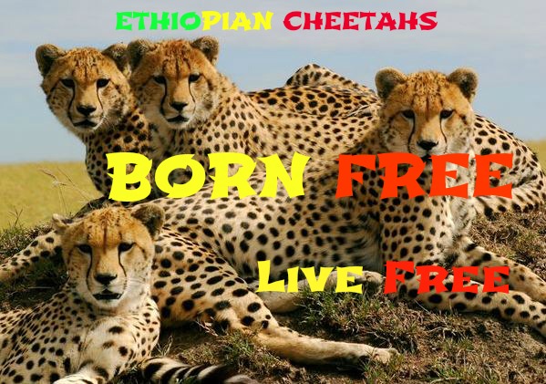 A Special “Message in a Bottle” to Ethiopian Cheetahs: Born Free, Live Free!