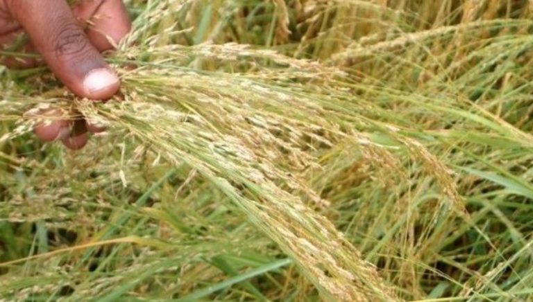 Did a Dutch Company Engage in “Bio-Piracy” by Patenting Teff, Ethiopia’s National Grain?