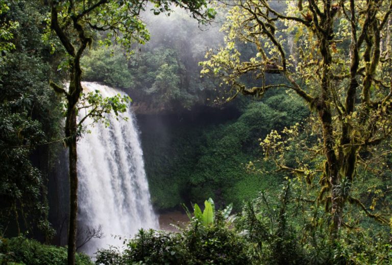 Ode to 4 Billion Tree Saplings by the River Ghion (Ethiopia)