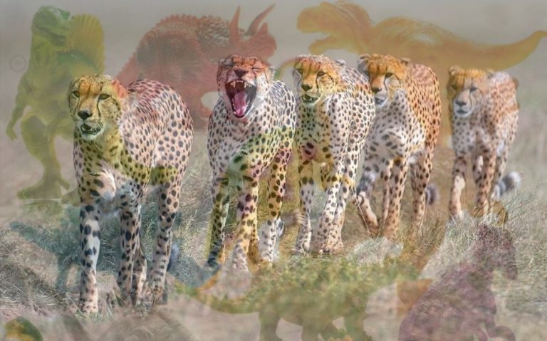 The Swift Chase of Fenqil (Abo Shemanes) Cheetahs and Terminal Extinction of the TPLF Dinosaurs in Ethiopia!