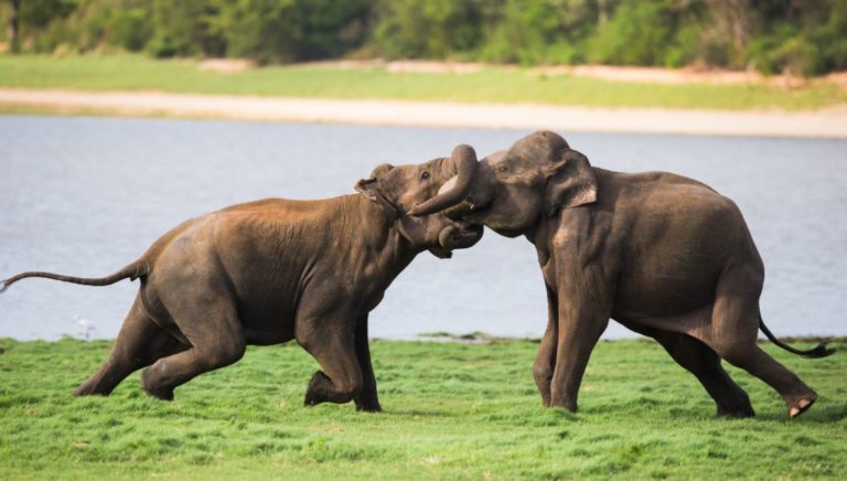 A Lion (Ethiopia) Has No Dog in a “Cesspool” Fight Between Two Elephants (U.S and Russia)  